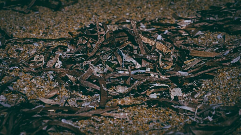 Seaweeds on sand